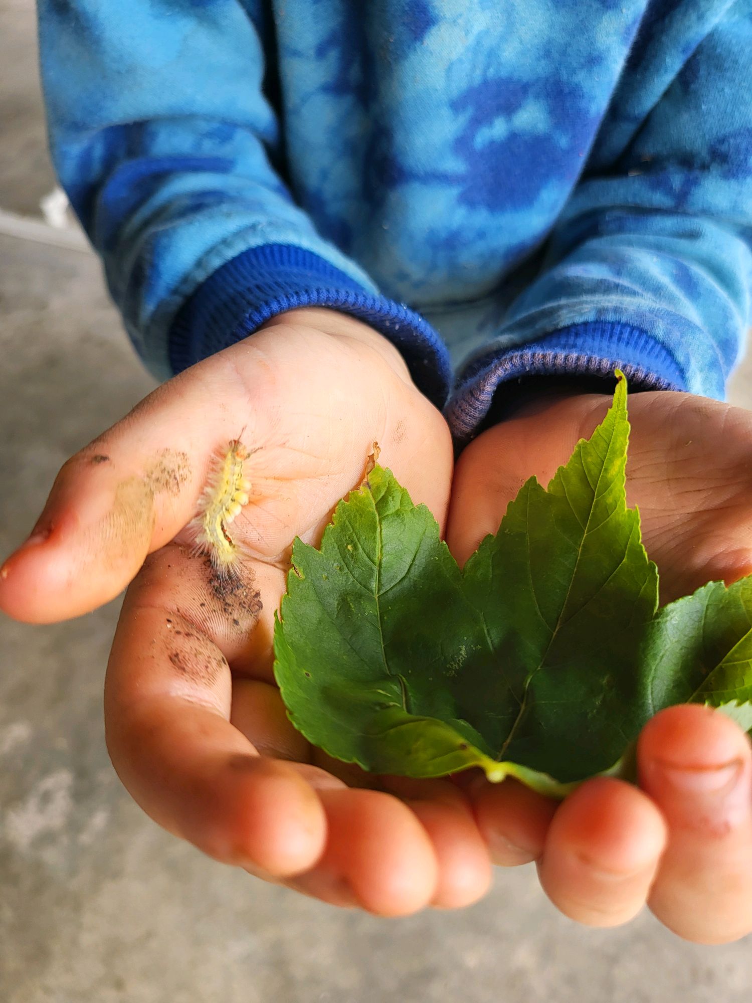 Close-up of a caterpillar on a leaf in a Scout's hands